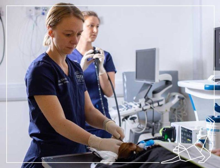 Internal Medicine Eden Vets Referrals