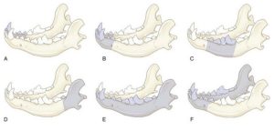 Mandibulectomy and Maxillectomy Procedures - Eden Vets Referrals