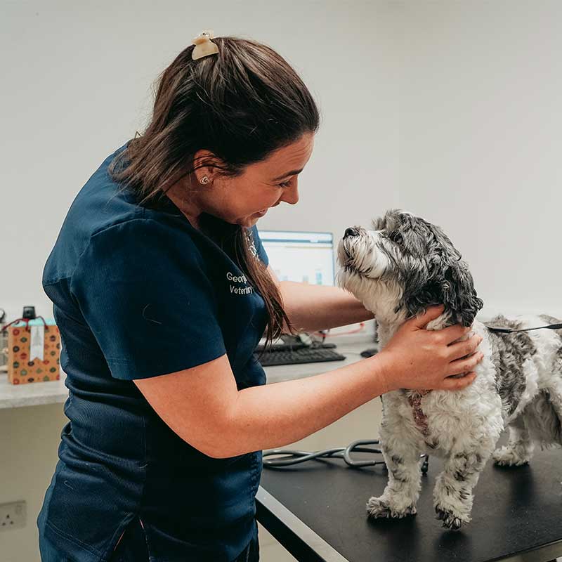 Eden Vets Referral Regenerative-Medicine-Georgie