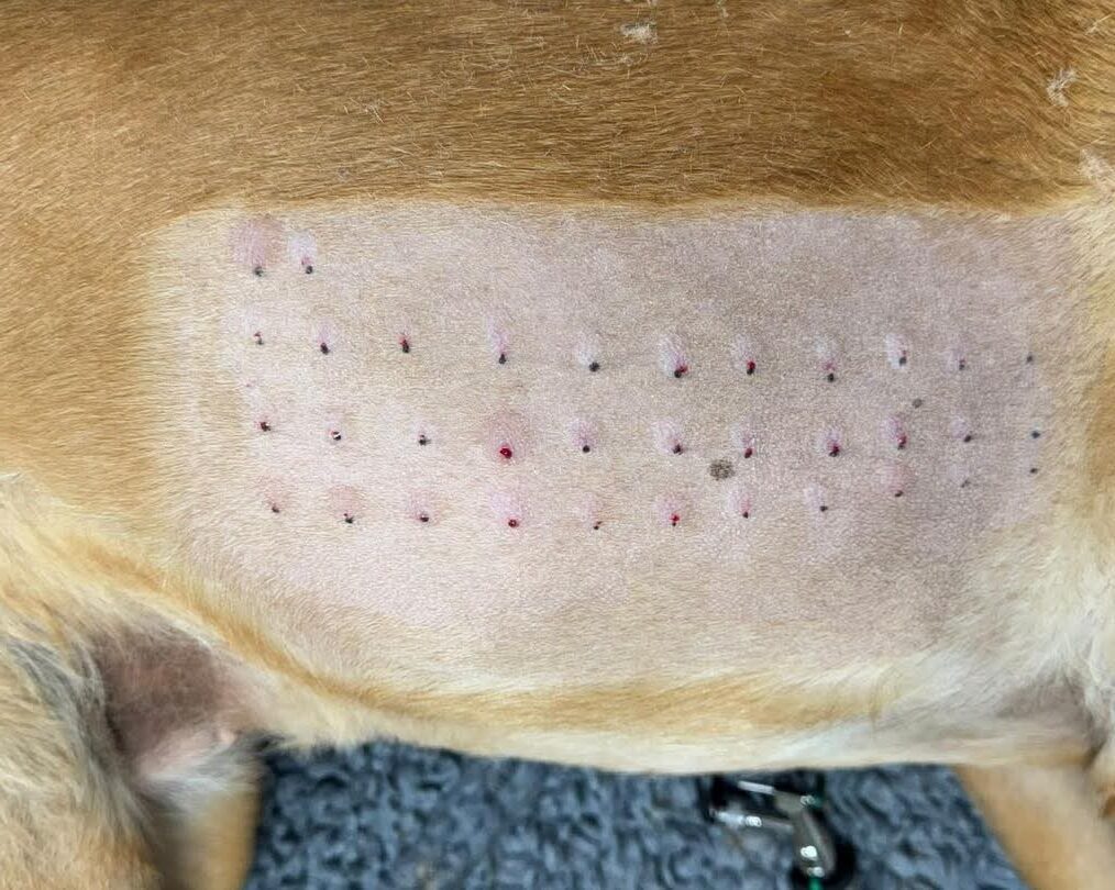 skin testing at Eden Vets